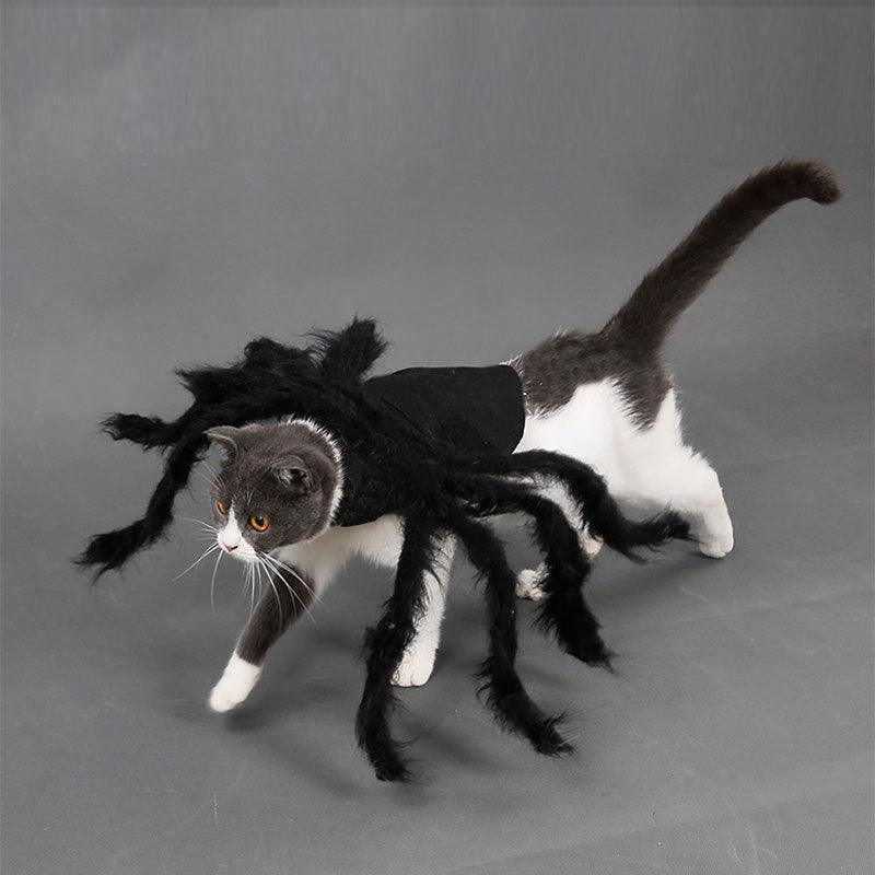 🕷️ Halloween Spider Cat Costume