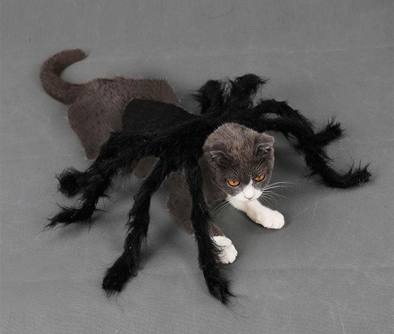 🕷️ Halloween Spider Cat Costume